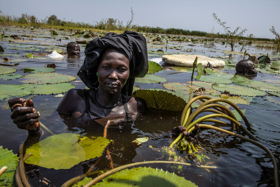 A woman harvests water lilies in South Sudan's flooded Unity State. WFPGabriela Vivacqua