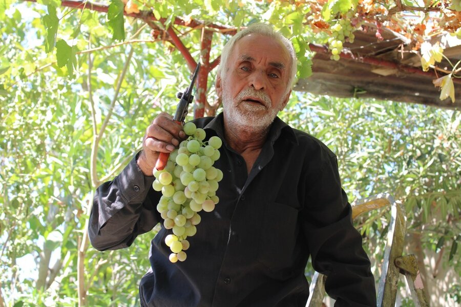 Hasan cuts the grapes from the vine as they are ready for harvest. Photo: WFP/Dana Houalla