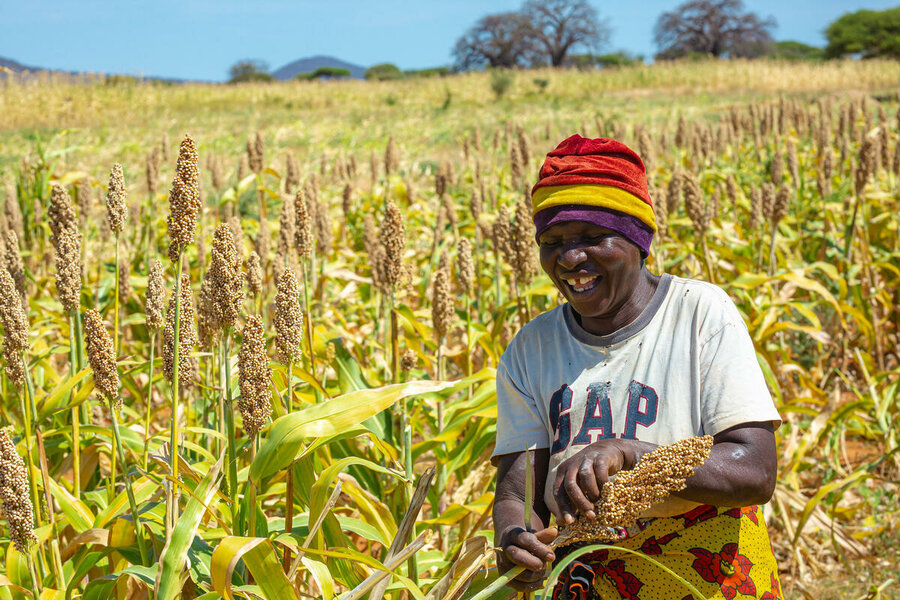 Sorghum is harvest in Kisima Village in Dodoma - WFP connected farmers such as Anita directly to buyers, increasing their share of revenue