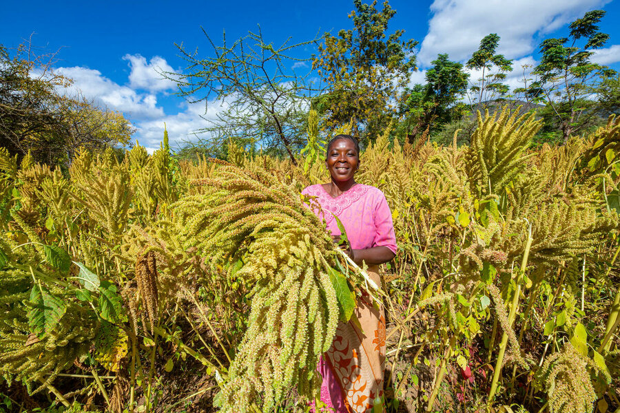 A farmer harvests sorghum in June as part of a climate-smart agriculture project. Photo: WFP/Imani Nsamila