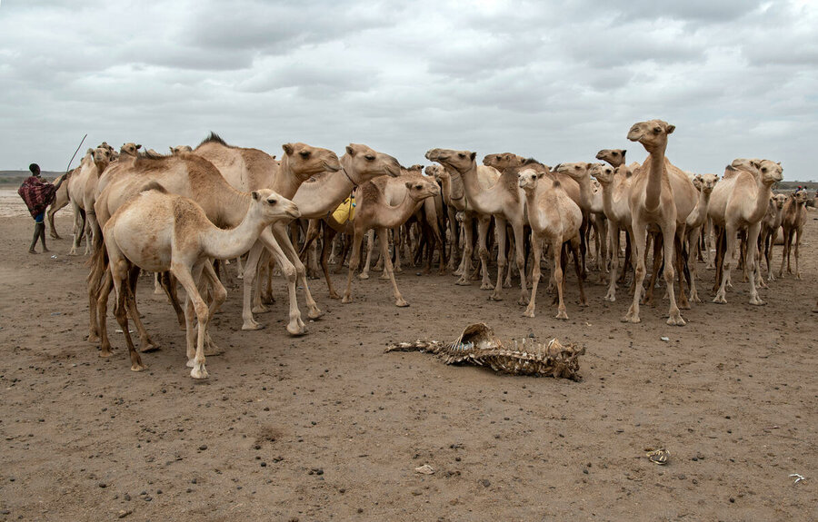Camels gather around a camel carcass in the village of Maikona in Marsabit County, northern Kenya. Photo: WFP/Alessandro Abbonizio 