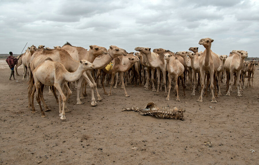 Camels gather around a camel carcass in the village of Maikona in Marsabit County, northern Kenya. Photo: WFP/Alessandro Abbonizio