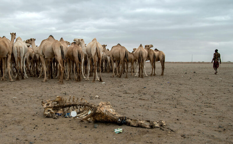 A camel carcass lies near a well in Maikona village,  in northern Kenya's drought-hit Marsabit County. Photo: WFP/Alessandro Abbonizio