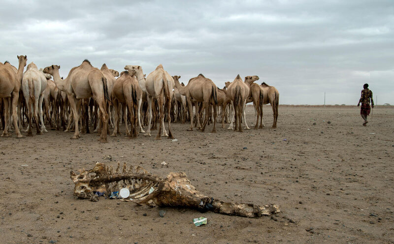 a herd of camels and a carcasse