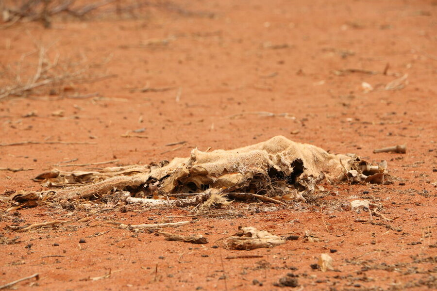 The Horn of Africa's worst drought in decades has decimated livelihoods in countries like Kenya, leaving millions facing severe hunger. Photo: WFP/Martin Karimi