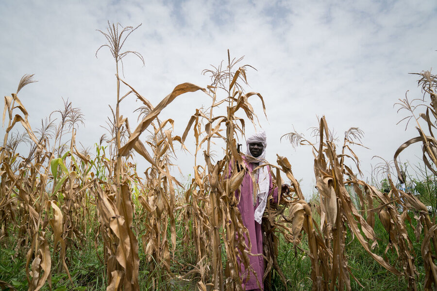 Chad farmer Mahamat Kary surveys his flood-battered maize crop. He received WFP assistance. Photo: WFP/Evelyn Fey