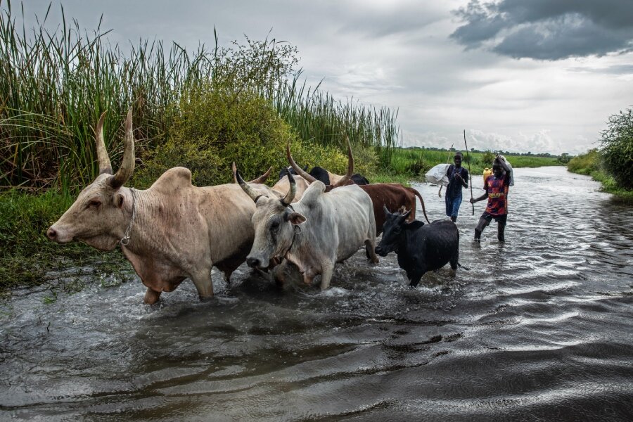 Boys navigate cattle through floodwaters in Leer County, South Sudan, which has been hit by four consecutive years of flooding and ongoing conflict. Photo: WFP/Gabriela Vivacqua