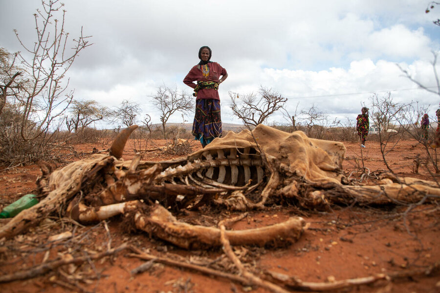 A punishing drought has devastated harvests and livestock, deepening hunger and malnutrition in Ethiopia's Borena zone. Photo: WFP/Michael Tewelde