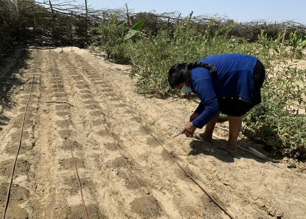 In Peru's arid Sechura desert, a farmer tends to crops grown with WFP-supported drip irrigation. Photo: WFP/Tayra Pinzon