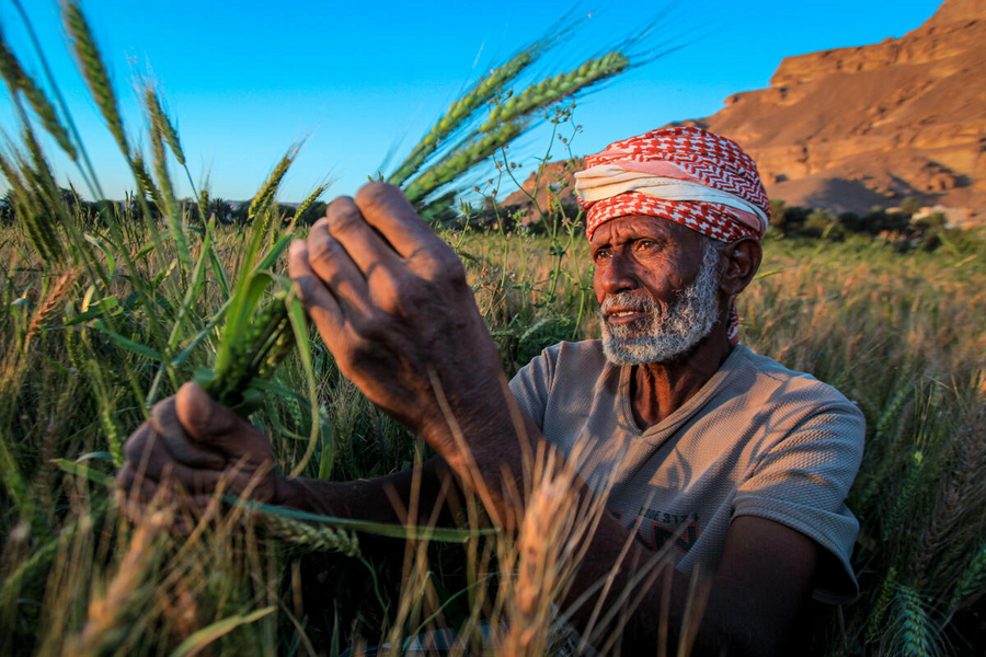 In Yemen, WFP delivers cash assistance to farmers like Yaslim, as they participate in WFP programmes to restore agricultural land and thus improve harvests. Photo: WFP/Fuad Balajam