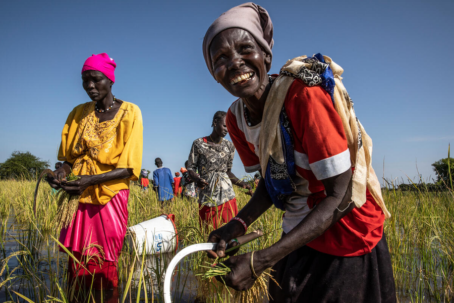 Women in Warrap State, South Sudan - on the frontlines of the climate crisis - harvest rice, a water resistant crop that grows even as floods drown others. Photo: WFP/Gabriela Vivacqua