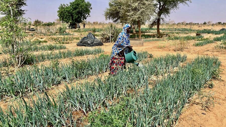 A woman waters a community garden under a baking sun in Satara, Niger. Photo: WFP/Souleymane Ag Anara