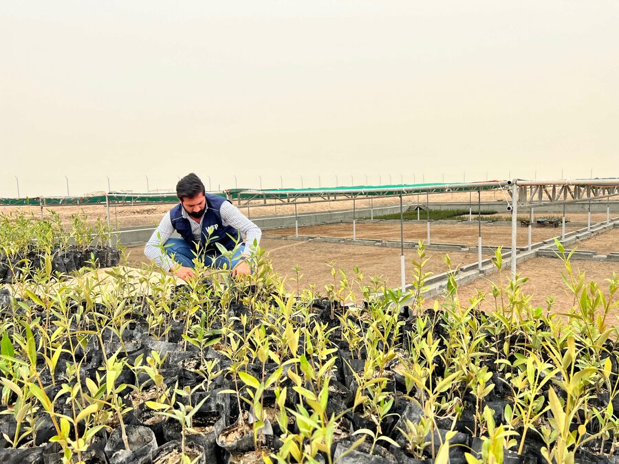 WFP staffer examines mangrove trees. Photo: WFP/Edmond Khoury