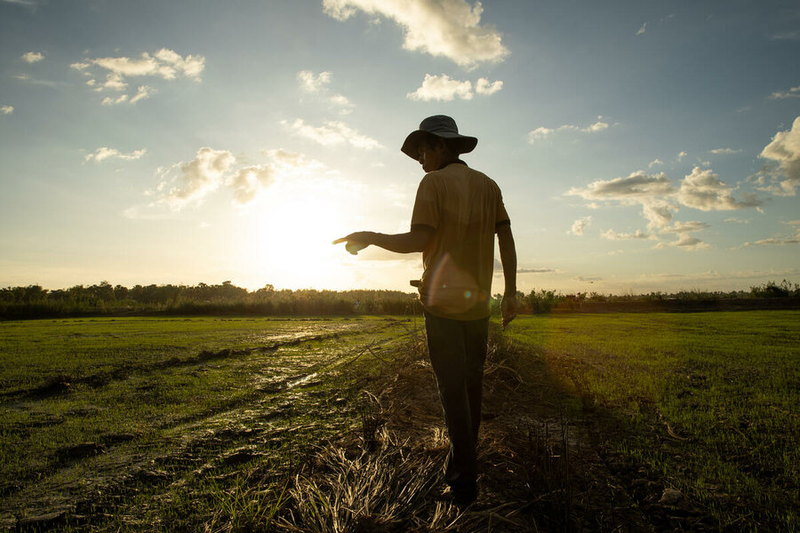Cambodia farmer inspects his rice paddies