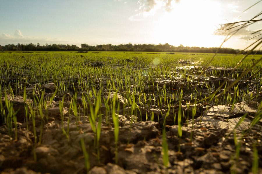 he rice is on day 9 of its growth and doing well according to the farmer.  The building of the canal has substantially increased Sok’s rice yield – and therefore his family’s wealth.