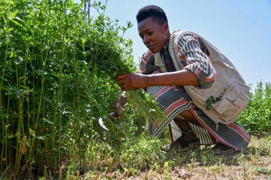 Elizabeth examine's a farmer's crops in Luxor, Egypt. Photo: WFP Photo Library