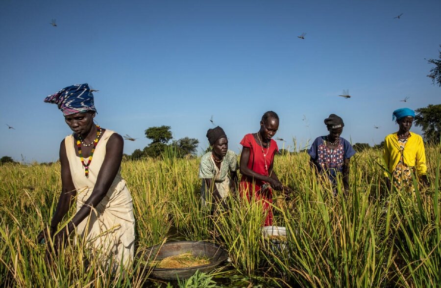 In flood-hit parts of Sudan, on the frontlines of the climate crisis, WFP is encouraging farmers like these to grow water-resistant rice. Photo: WFP/Gabriela Vivacqua