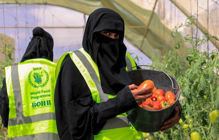 Tomatoes are grown in a WFP hydroponics projects in Mukalla City, Hadramawt, Yemen