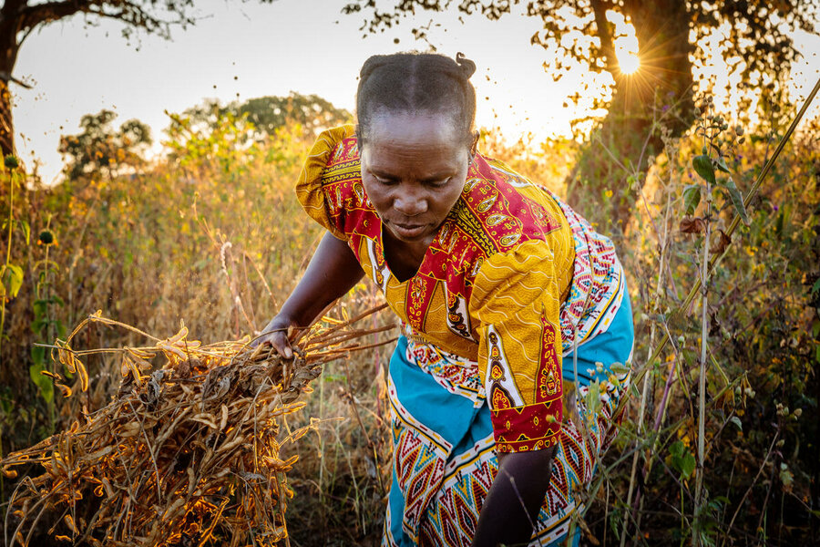 WFP is giving drought-resistant seeds and training on climate-smart practices to female farmers in Zambia. Photo: WFP/Andy Higgins