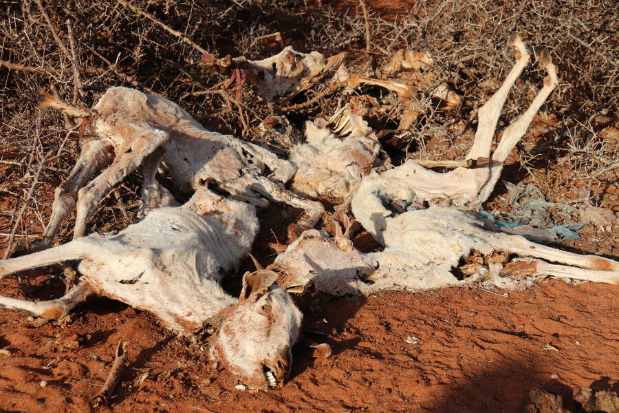Somalia's crippling drought decimated livestock and left people on the edge of starvation last year. Photo: WFP/Petroc Wilton