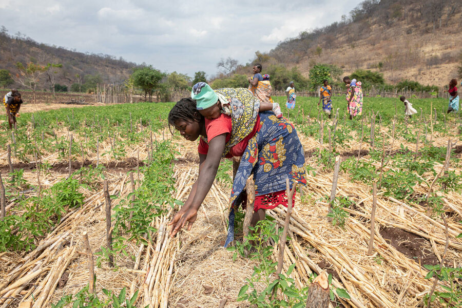 Women farmers in Mozambique participate in a WFP-supported project to build resilience to climate shocks. Photo: WFP/Alfredo Zuniga