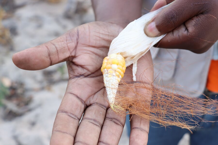 Dry spells stunt the growth of maize, a staple in places like Zimbabwe and Mozambique. Photo: WFP/Abdul Momade
