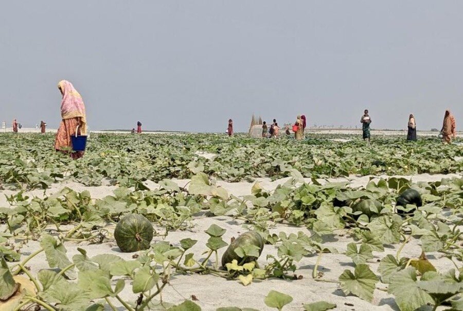 Women cultivate their pumpkin fields on a sand bank, or char, in Kurigram, Bangladesh. Photo: WFP/Lena von Zabern