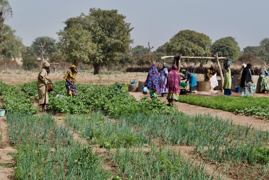 WFP and FAO support women farmers in building resilience to climate change, a key hunger driver in Mali. Photo: WFP/Myrline Sanogo-Mathieu