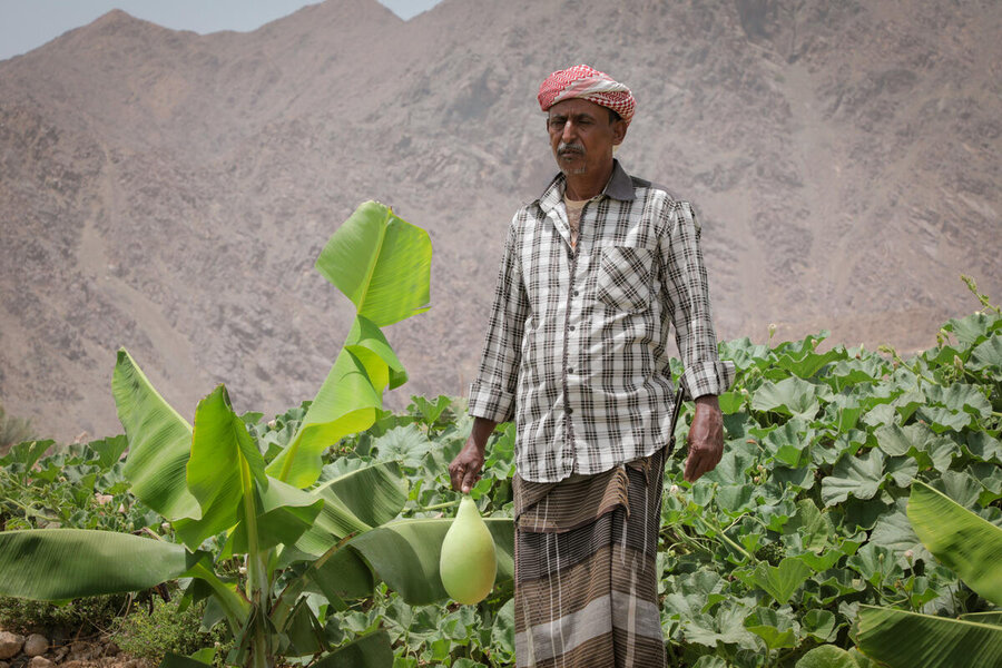Nasser, 52, harvests zucchini on his farm in Al-Romi village, Mukalla District, Hadramawt.