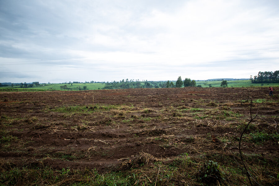 A part of the Bugoma forest cleared for sugarcane farming in Hoima district. Photo: WFP/Arete/Kibuuka Mukisa