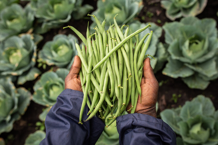 French beans grown by the Refugee and Host Communities Development Group communal garden in Nakiva refugee settlement