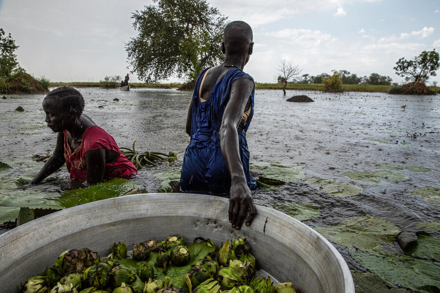 Record floods in recent years have forced women to harvest water lily bulbs in South Sudan's Unity State - which their families eat when food is scarce.  Photo: WFP/Gabriela Vivacqua