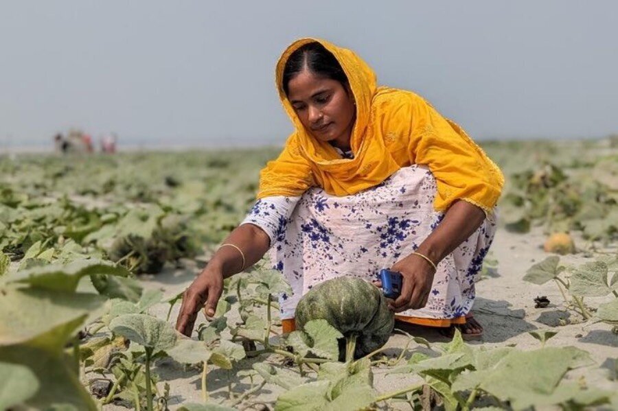 In Bangladesh, WFP is working with women farmers to plant drought-tolerant pumpkins. Photo: WFP/Lena Von Zabern
