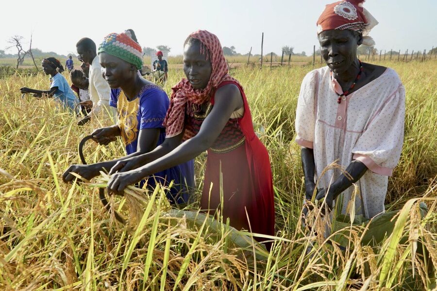 Women in Halbul village harvest rice, which is fast growing in popularity in flood-hit parts of South Sudan. Photo: WFP/Musa Mahadi