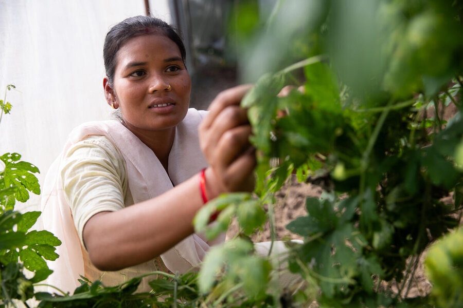 In Nepal, Menuka receive tends to plants a greenhouse facilitated by WFP which supports the Ekta Women Farmers’ Group where she received training in climate-smart agriculture Photo: Samantha Reinders