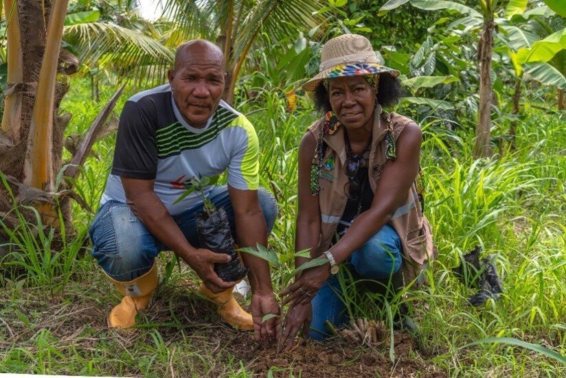 Afro-descendant man and woman squat planting seedlings in Ecuador