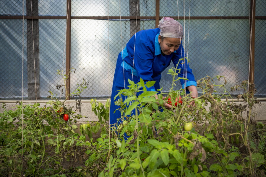 A woman in a school greenhouse in Tajikistan
