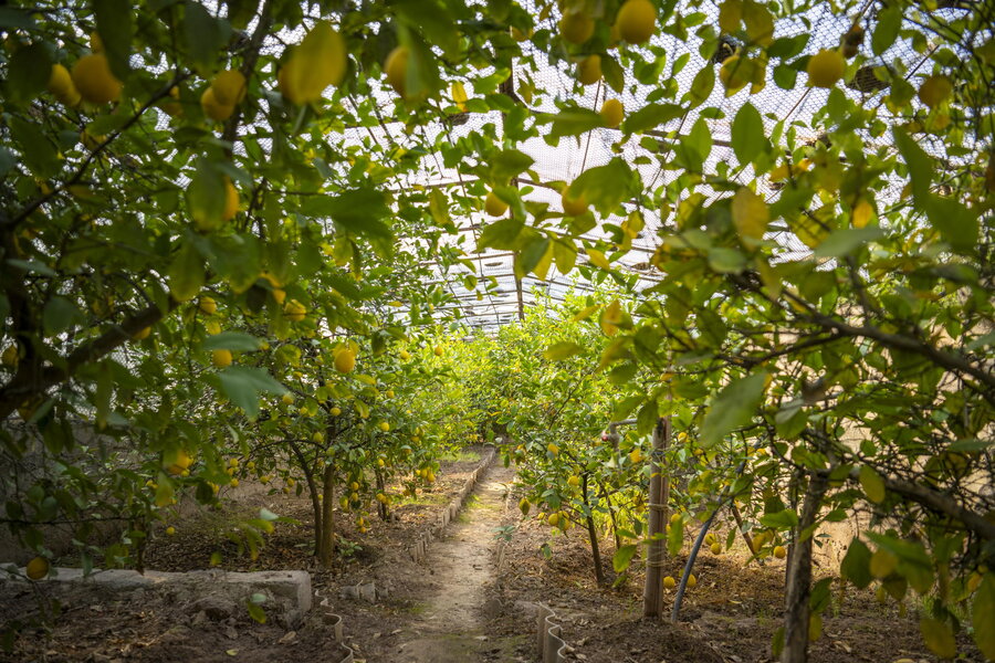 Lemons grow inside an orchard at school in Tajikistan