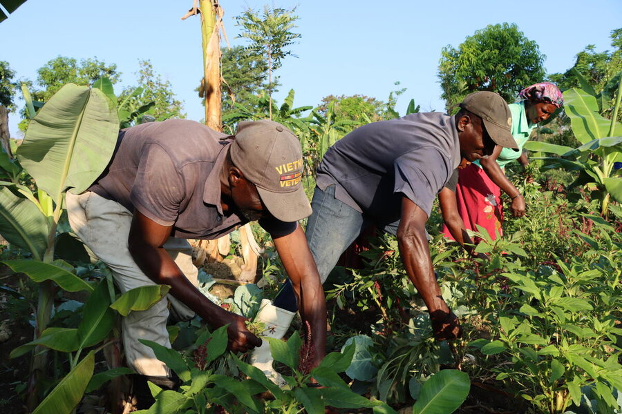 Haiti, Salmori village, Hinche municipality, Center Department, 8 April 2024  In the photo: farmers harvest spinach in field, early morning, in Salmori village, near Hinche, in Central Haiti.  They sell their product though a farmers’ cooperative that dispatches the fresh food to local school every week to prepare meals for school children, as part of a WFP supported home-grown school feeding programme.