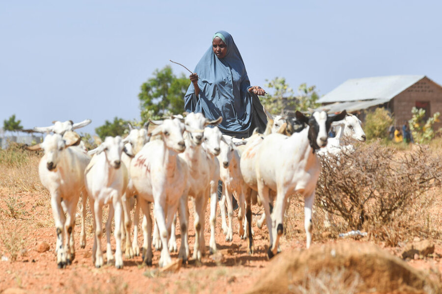 n eastern Ethiopia's Bokolmayo refugee camp, Sadiya heads her women-dominated cooperative union, which has allowed her to build a thriving livestock business. Photo: WFP/Michael Tewelde