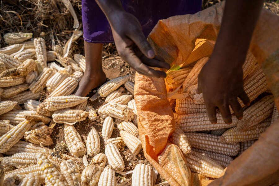 Malawi, Nyambalo village, Phalombe, Phalombe District, 23 July 2024 In the photo: Martha harvesting corn. Martha (25) gathers corn, her crops flourishing thanks to the Tikondane irrigation scheme.