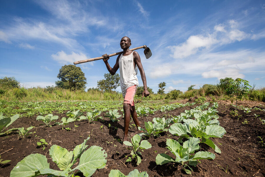 A man in shorts and a vest carries a hoe as he walks through a field of crops on a sunny day