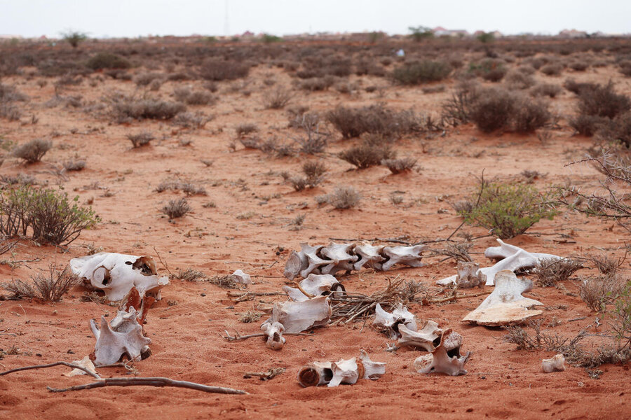 Dead animals in drought-hit Somalia, which was hit by famine in 2017. Five years later, another famine was narrowly averted after WFP and other humanitarian groups massively scaled up assistance. Photo: WFP/Geneva Costopulos