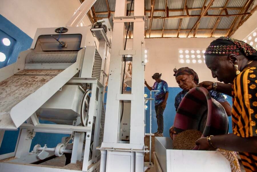 Women in colourful gowns pour amber-coloured rice into a milling machine in Sierra Leone. Photo: WFP/Olivia Acland