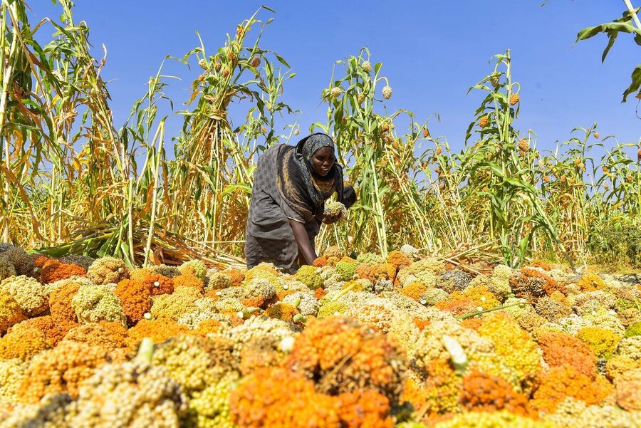 A woman in a dark robe picks golden sorghum from her field. Photo: WFP/Michael Tewelde