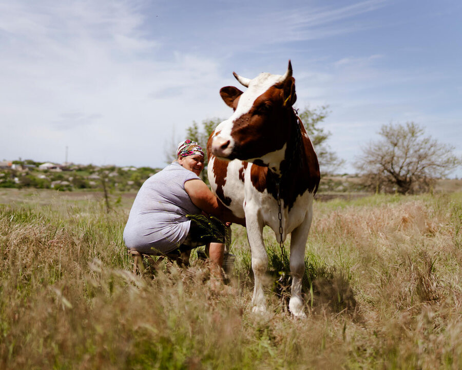Woman milks cow in a field in Ukraine
