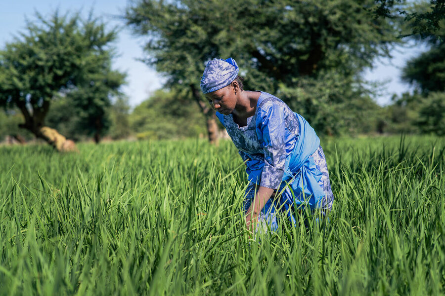 A woman in a blue African dress tends to crops in a field