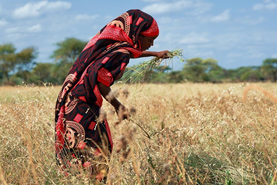 A young women in a red patterned veil and dress cuts weeds from a hay field in central Kenya. Photo: WFP/Patrick Mwangi