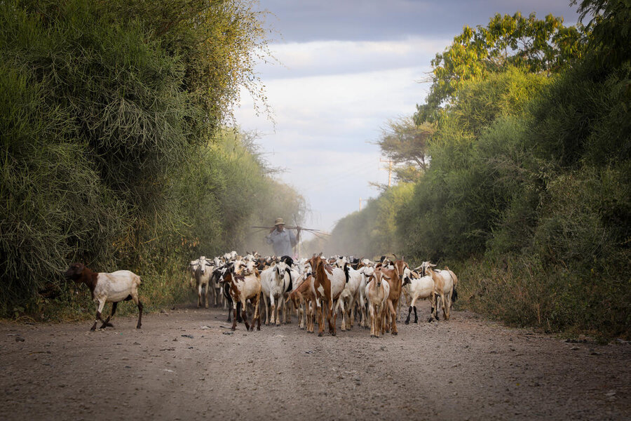 A herder in Kenya walks with his flock down a sandy, tree-lined road. Hassan Ali Jare remembers how his father's herd died off in one of Kenya's recurrent droughts. Photo: WFP/Patrick Mwangi