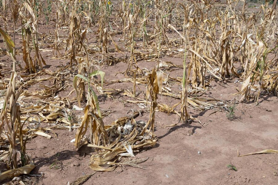 A drought-shrivelled maize field in Zimbabwe. Photo: WFP/Victor Moyo